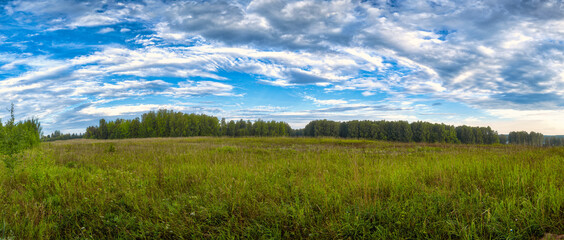 Panorama of a wild field covered with thick grass, in the background a forest and a blue sky with clouds