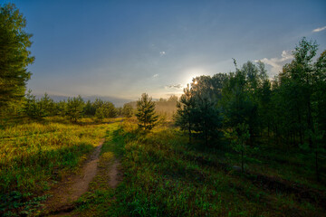 Obraz premium Sunrise in a young pine forest