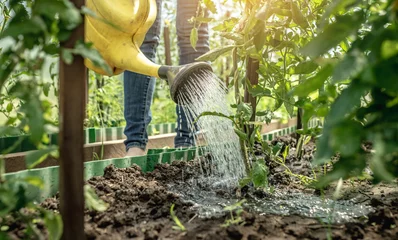 Gordijnen Gardener is watering green tomato plants in a greenhouse using a watering can © Artem