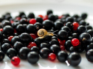 Small garden snail is crawling over the black and red currant. White-lipped snail - Cepaea hortensis. Organic food and fruit pest