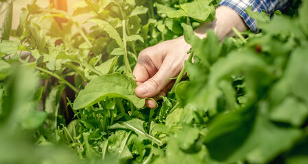Woman is harvesting a healthy organic green arugula in a greenhouse. Concept of gardening and growing healthy fresh food