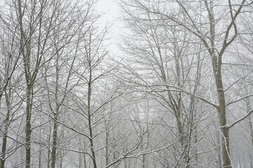 Fototapeta na wymiar Snowy deciduous forest