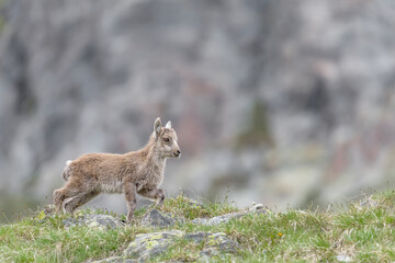 Naklejka na ściany i meble Isolated cub of Alpine ibex on mountain ridge (Capra ibex)