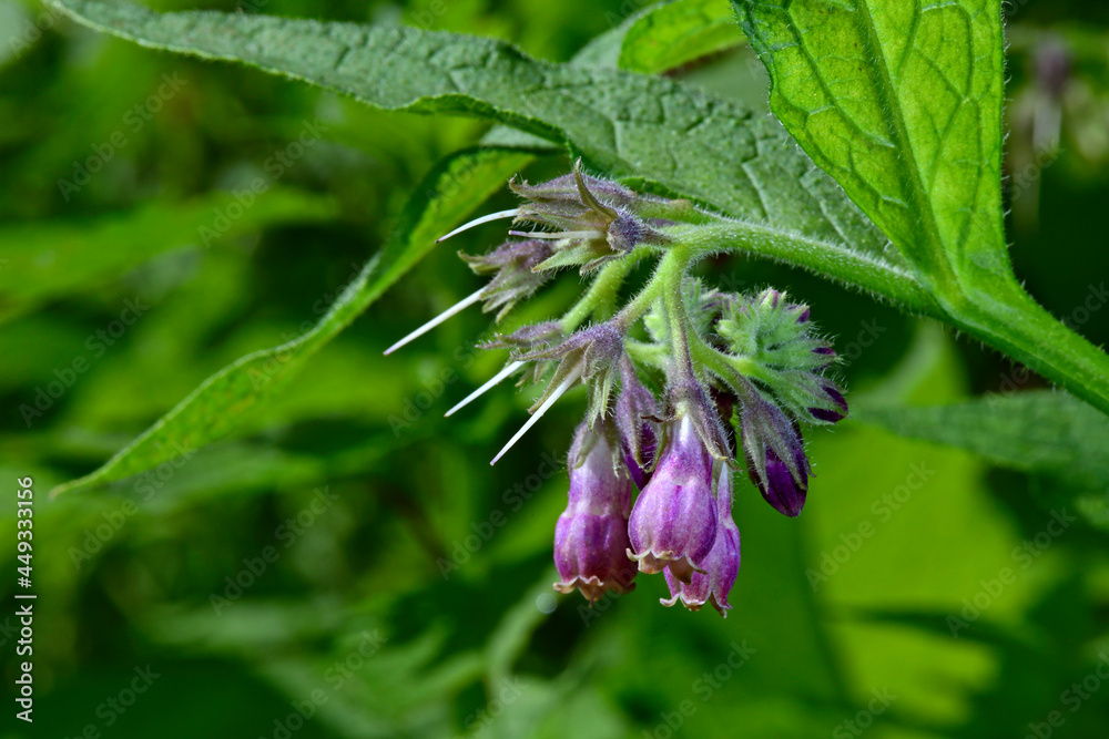 Canvas Prints Comfrey // Echter Beinwell (Symphytum officinale)