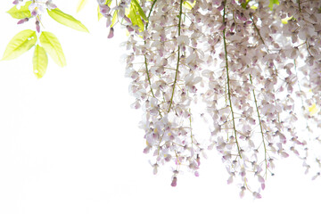 妙見の森に咲く藤の花