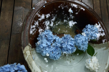 鎌倉明月院の水に浮かぶあじさい(花手水)
