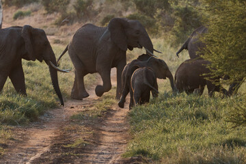 family elephant walk on safari in Kenya