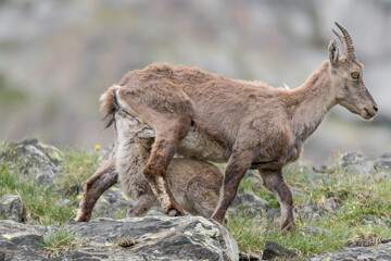Naklejka na ściany i meble Time of cuddles, wonderful portrait for the cub of Alpine ibex with its mother (Capra ibex) 
