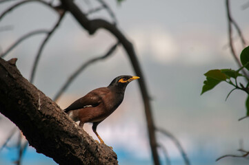 birds