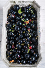 Organic black currant over the white background