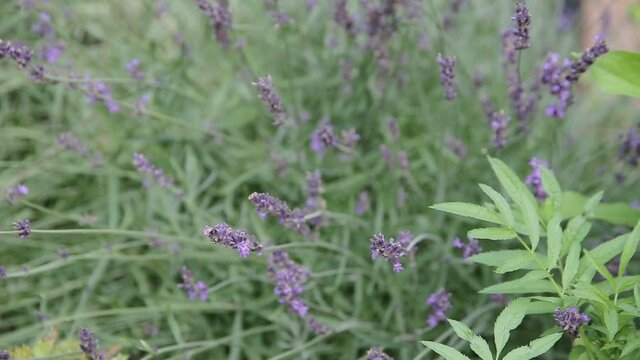 Beautiful bush of purple lavender flowers in the garden, background. Close-up