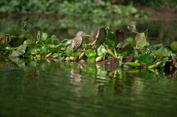 birds