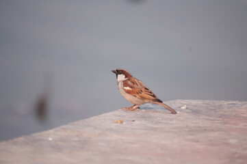 birds