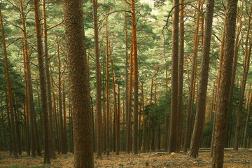 Dichter Kiefernwald im Nationalpark Harz
