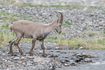 Alpine ibex male ready to cross the creek (Capra ibex)