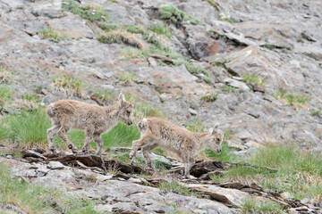 Newborns in the Alps mountains, portrait of two Alpine ibexes (Capra ibex)