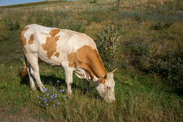 cows grazing on pastures in Bistrita, Romania, July, 2021