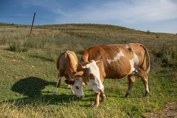 cows grazing on pastures in Bistrita, Romania, July, 2021