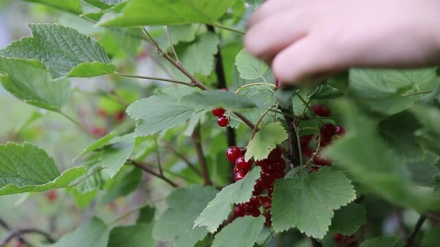 Girl plucking red currants from a bush, close-up