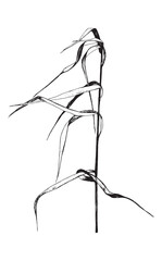 Vector illustration with wildflower. Doodle sketch.