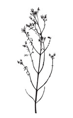 Vector illustration with wildflower. Doodle sketch.