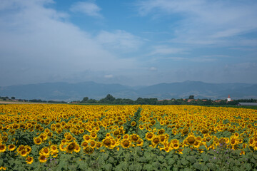 Fototapeta premium sunflower plantation in Bistrita, Romania, July, 2021