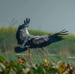 birds