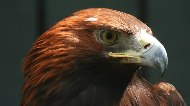 Eastern imperial eagle looks at the camera. Eagle head. Wild bird nature background. Portrait of eagle. 