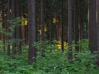 Dence spruce forest in the Vysocina region in the Czech Republic