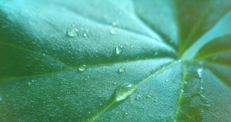 Dew drops on a green leaf under the rays of the sun. Macro photo.