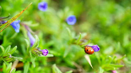 Ladybug