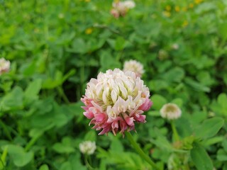 clover flower