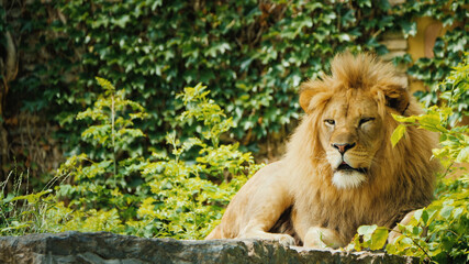 Lion king of the wild - desktop wallpaper