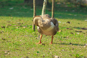A grey color swan is scratching his body with his big yellow throat on the ground at village in...