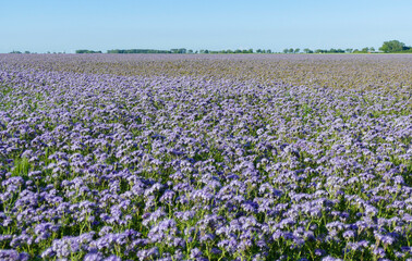 Obraz premium Phacelia flower meadow