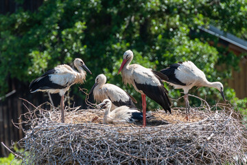 Die Familie ist fast komplett, nur ein Altvogel fehlt