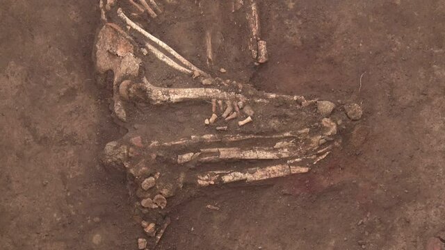 Archaeological Excavations of Ancient Kurgan. Human Remains, Human Skeleton Bones In Ground 