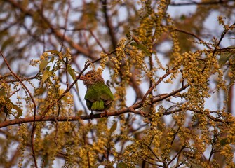 bird on a branch