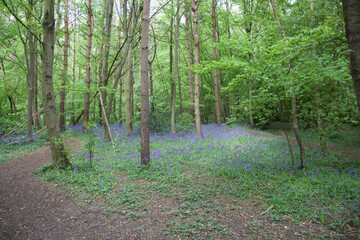 Bluebell's forest, trees in the forest in a spring day in the United Kindom