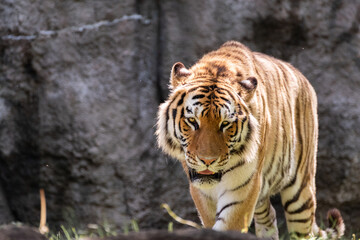 カッコいいトラ