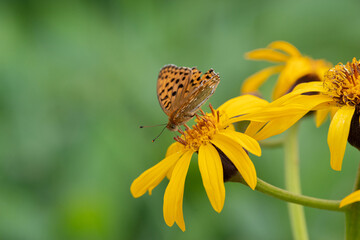 ヒョウモンチョウ