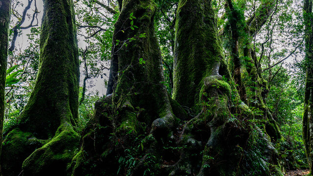 Antarctic Beech Trees