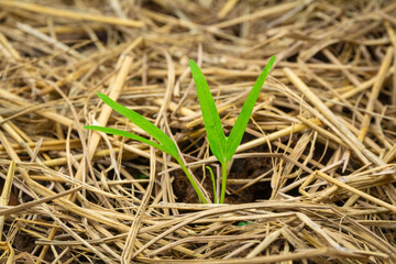 The seedling of Morning glory or Water spinach with dry rice straw cover the soil