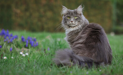Naklejka na ściany i meble Adorable Maine Coon Cat Sits and Looks at Camera in the Garden. Young Blue Tabby Feline Animal Outside.