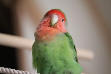 red and yellow macaw