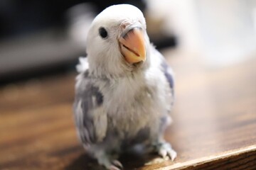 bird of prey