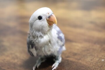bird of prey