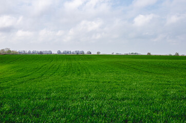 Obraz premium New shoots of a winter wheat on a spring field. Winter wheat in spring