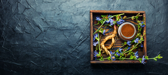 Chicory in herbal medicine - obrazy, fototapety, plakaty