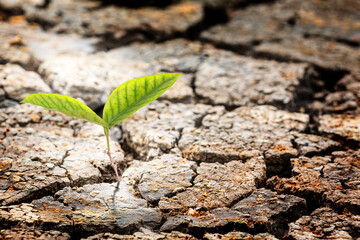 Young Green Plant Growing up on Crack soil Earth, New life and new hope for new generation of environment concept